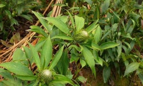 水鱼土茯苓汤的功效-专业广东水鱼煲土茯苓加什么好吃平台-水鱼土茯苓煲汤的做法大全